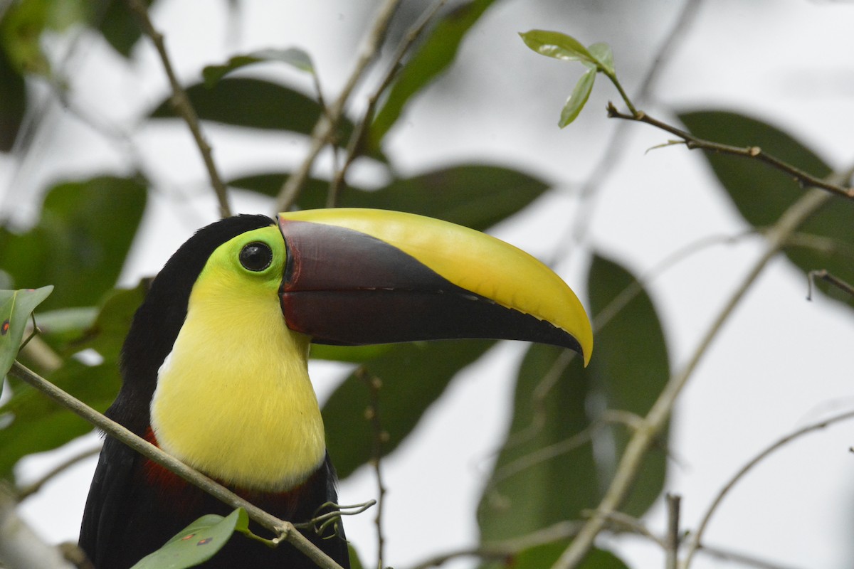 Yellow-throated Toucan - ML646470435