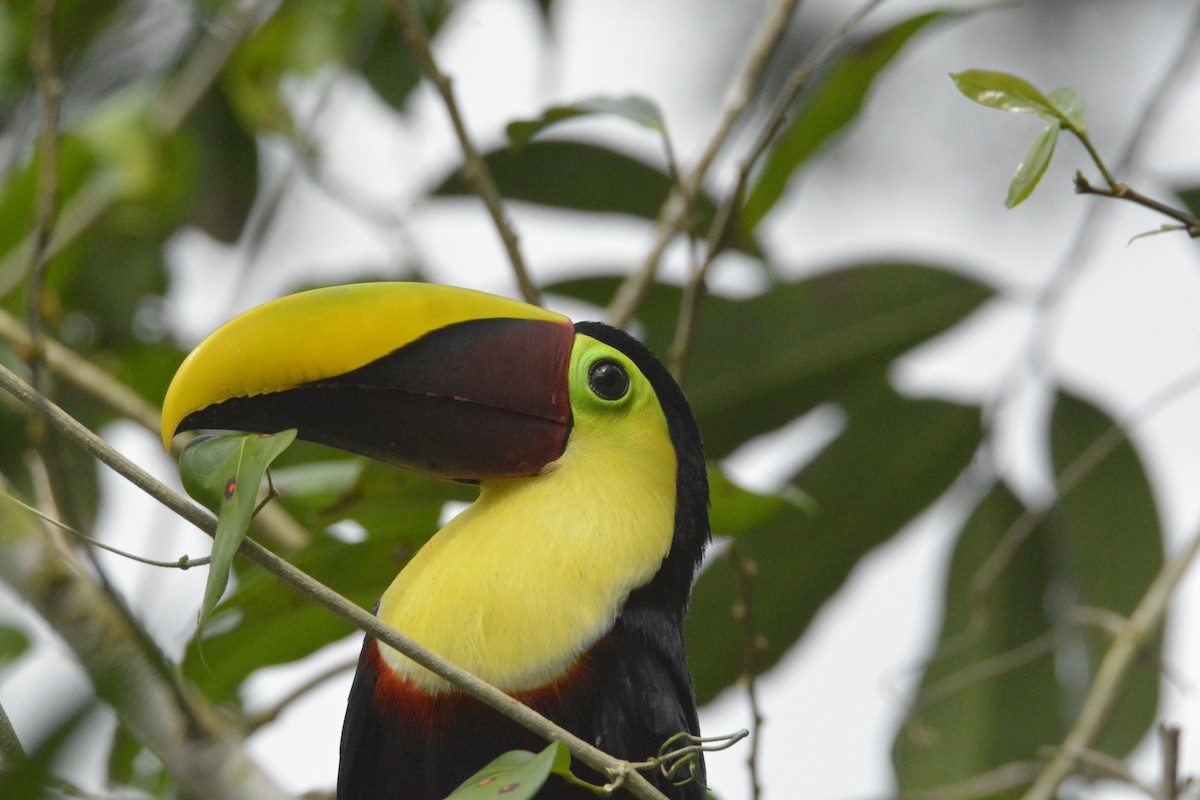 Yellow-throated Toucan - ML646470436