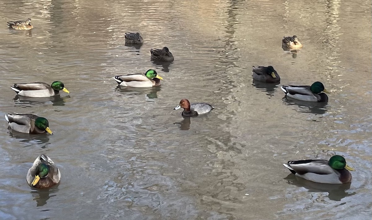 Fuligule à tête rouge - ML646470437
