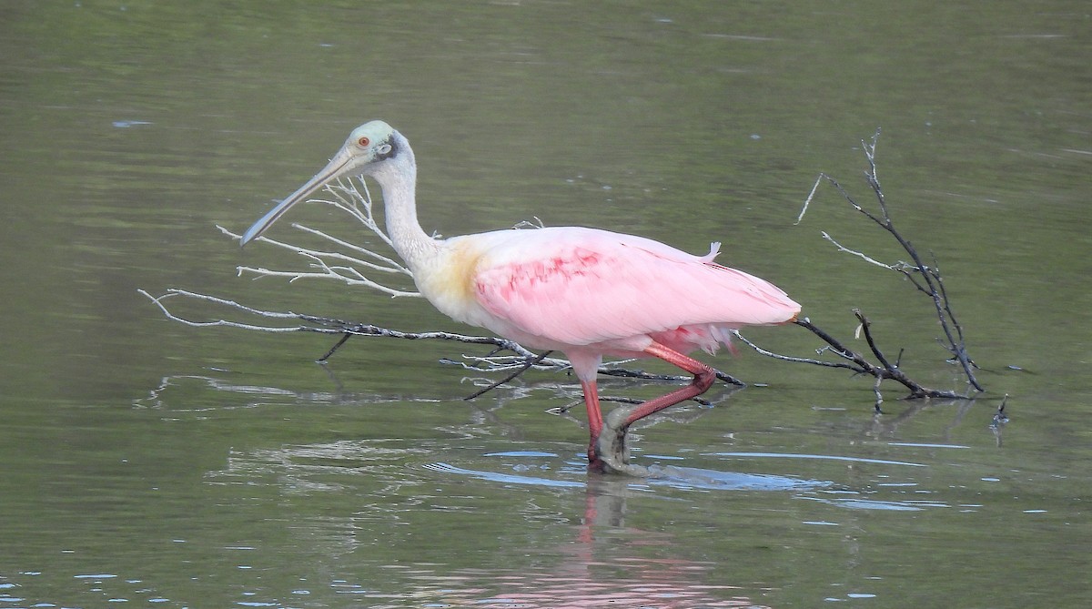 ベニヘラサギ - ML646470438