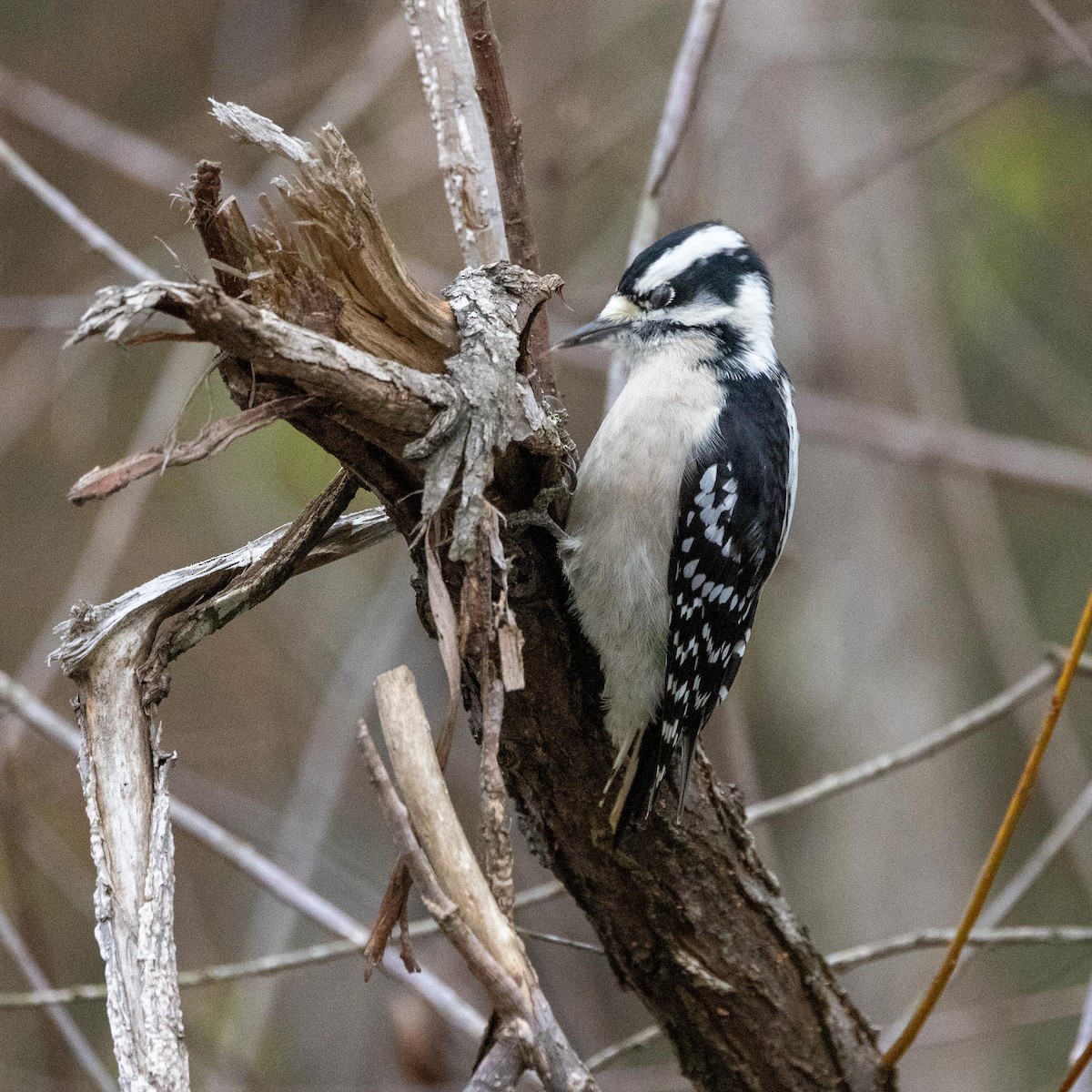 Downy Woodpecker - ML646470439
