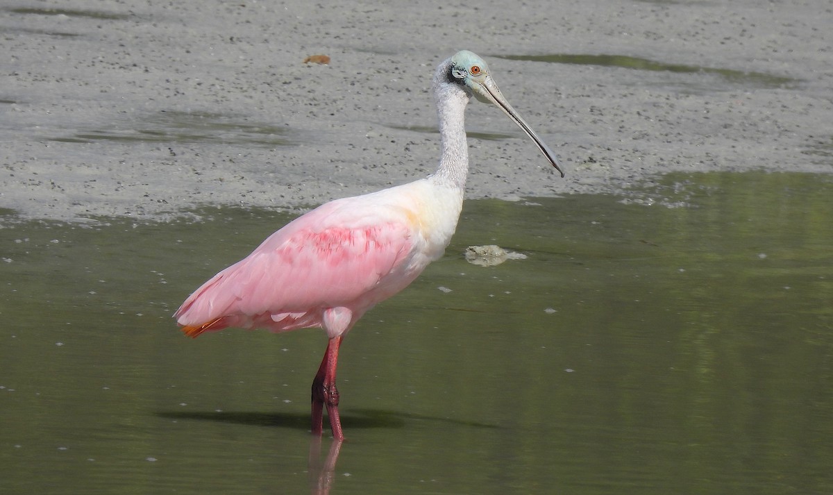 ベニヘラサギ - ML646470440