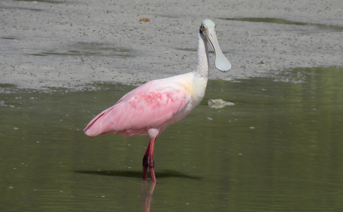 ベニヘラサギ - ML646470441