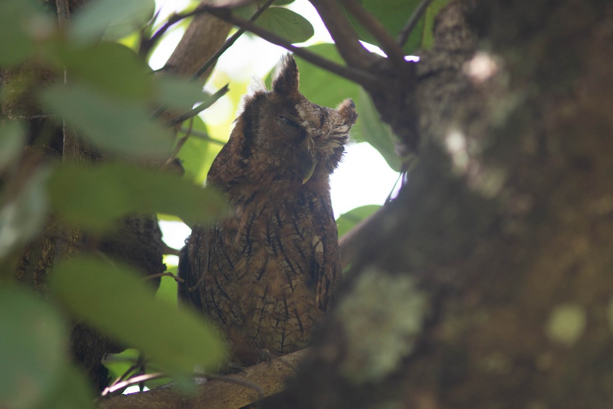 Tropical Screech-Owl - ML646470442