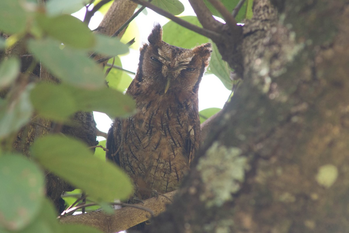 Tropical Screech-Owl - ML646470443
