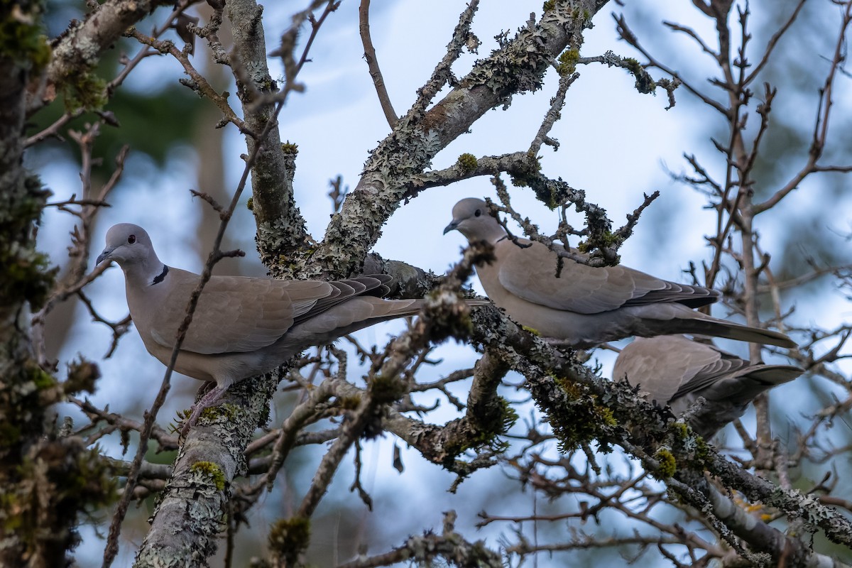 Eurasian Collared-Dove - ML646470445