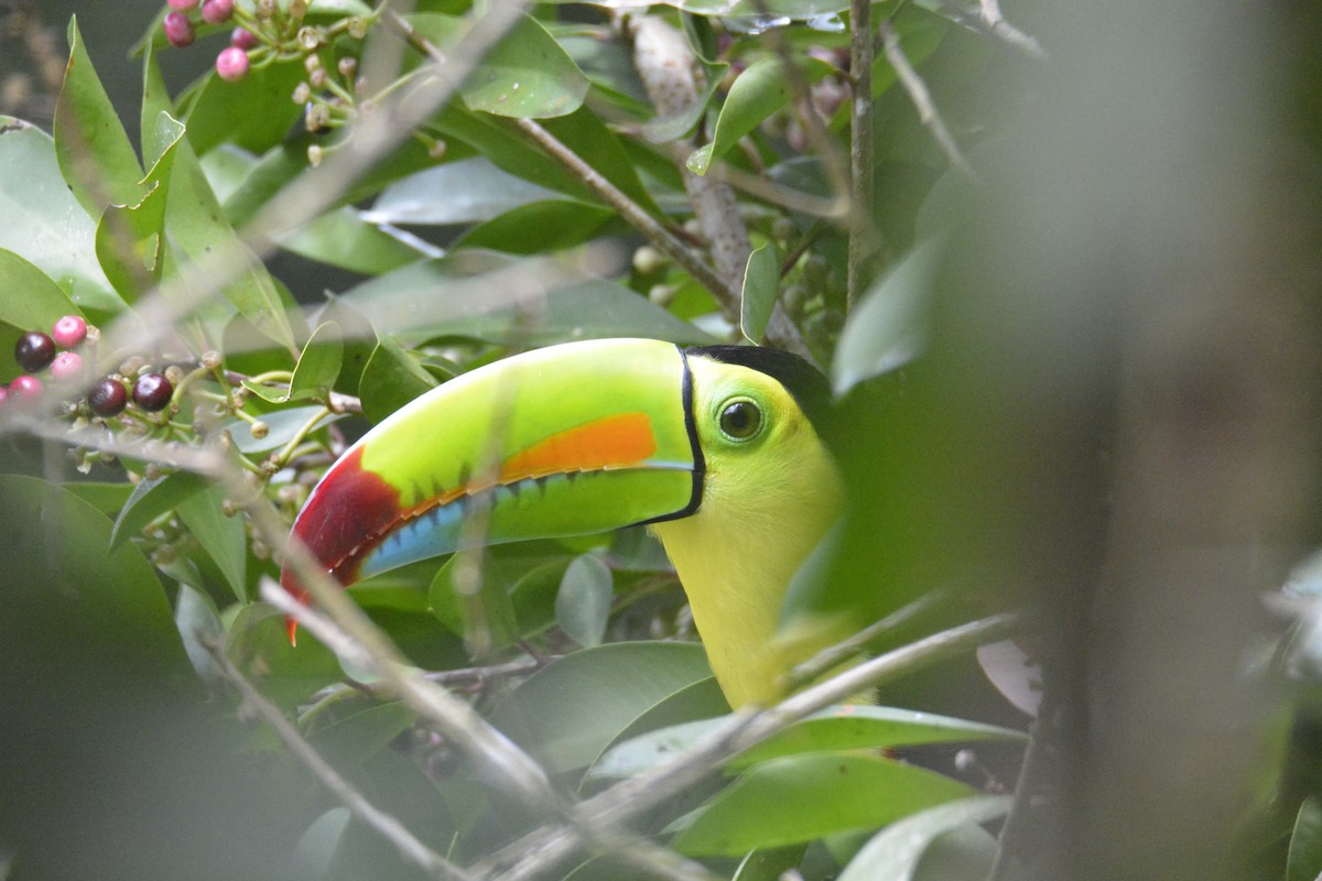 Тукан жовтогорлий - ML646470453