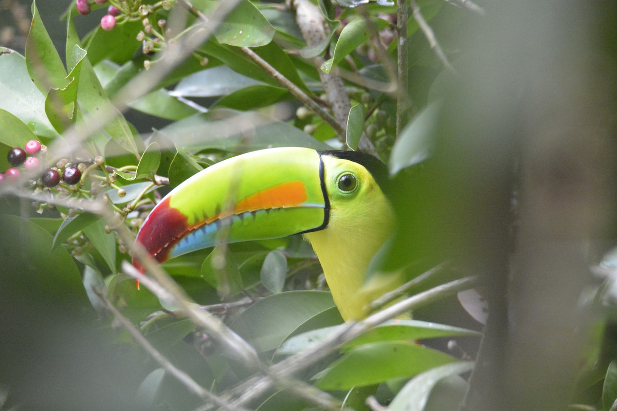 Тукан жовтогорлий - ML646470454