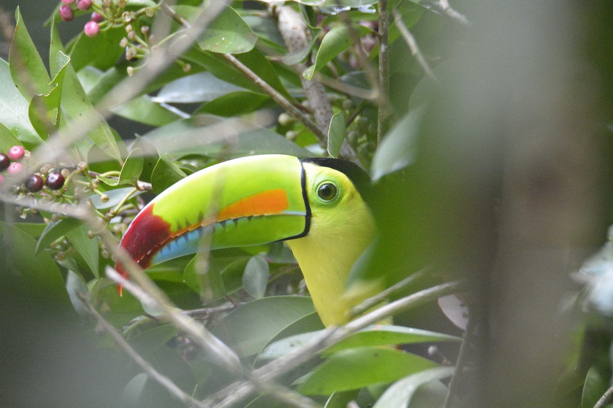 Тукан жовтогорлий - ML646470455