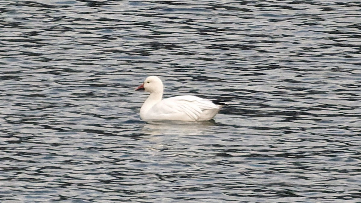 husa sněžní - ML646470458