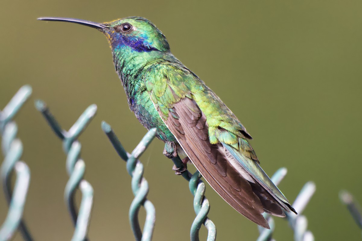 kolibřík modrolící - ML646470459