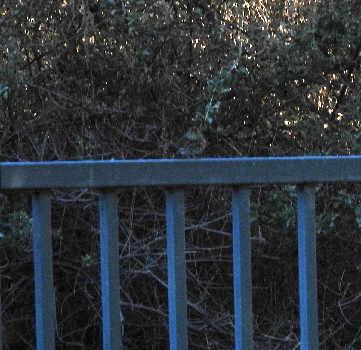 Ovenbird - ML646470461