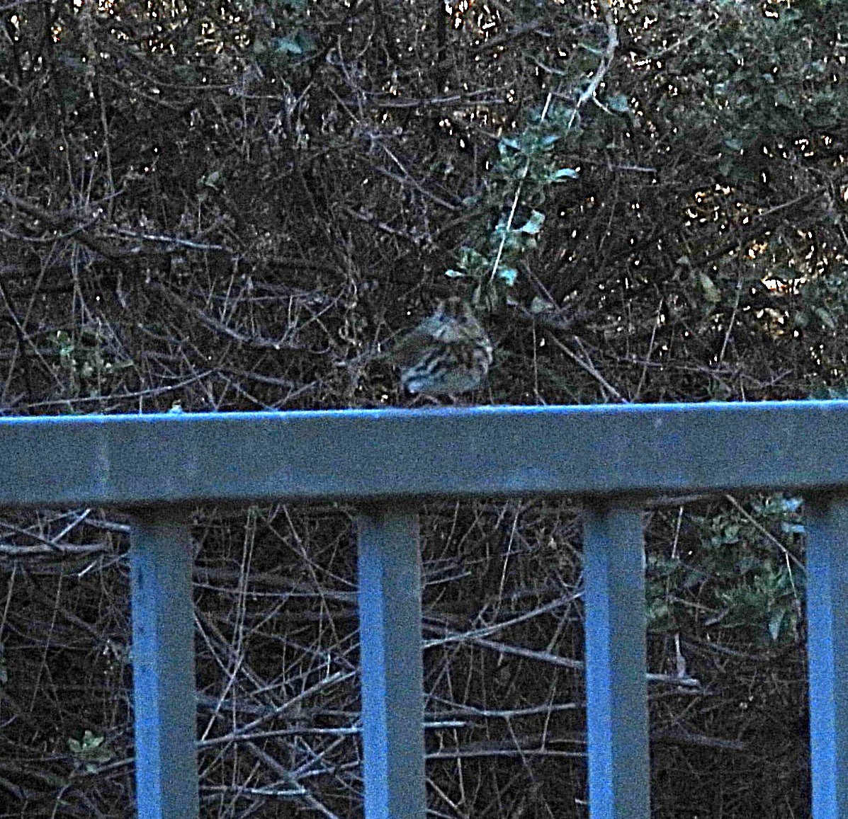 Ovenbird - ML646470462