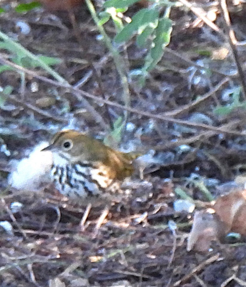Ovenbird - ML646470463