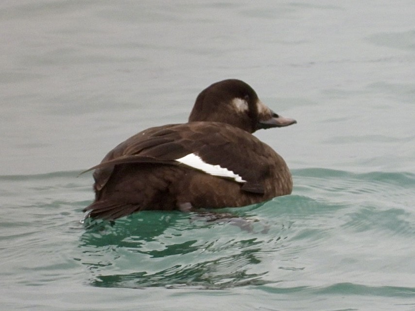 White-winged Scoter - ML646470464