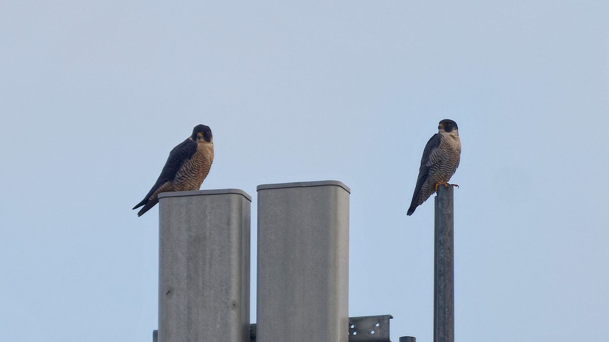 sokol stěhovavý - ML646470465