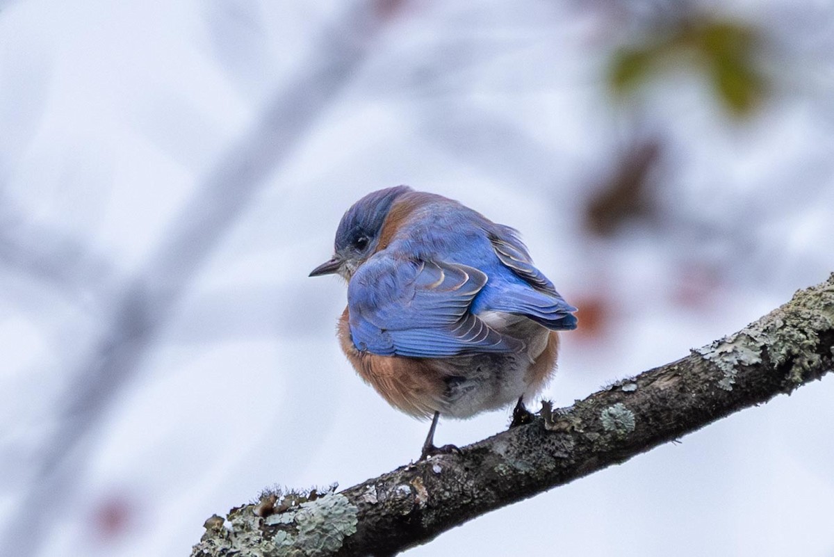 Eastern Bluebird - ML646470466