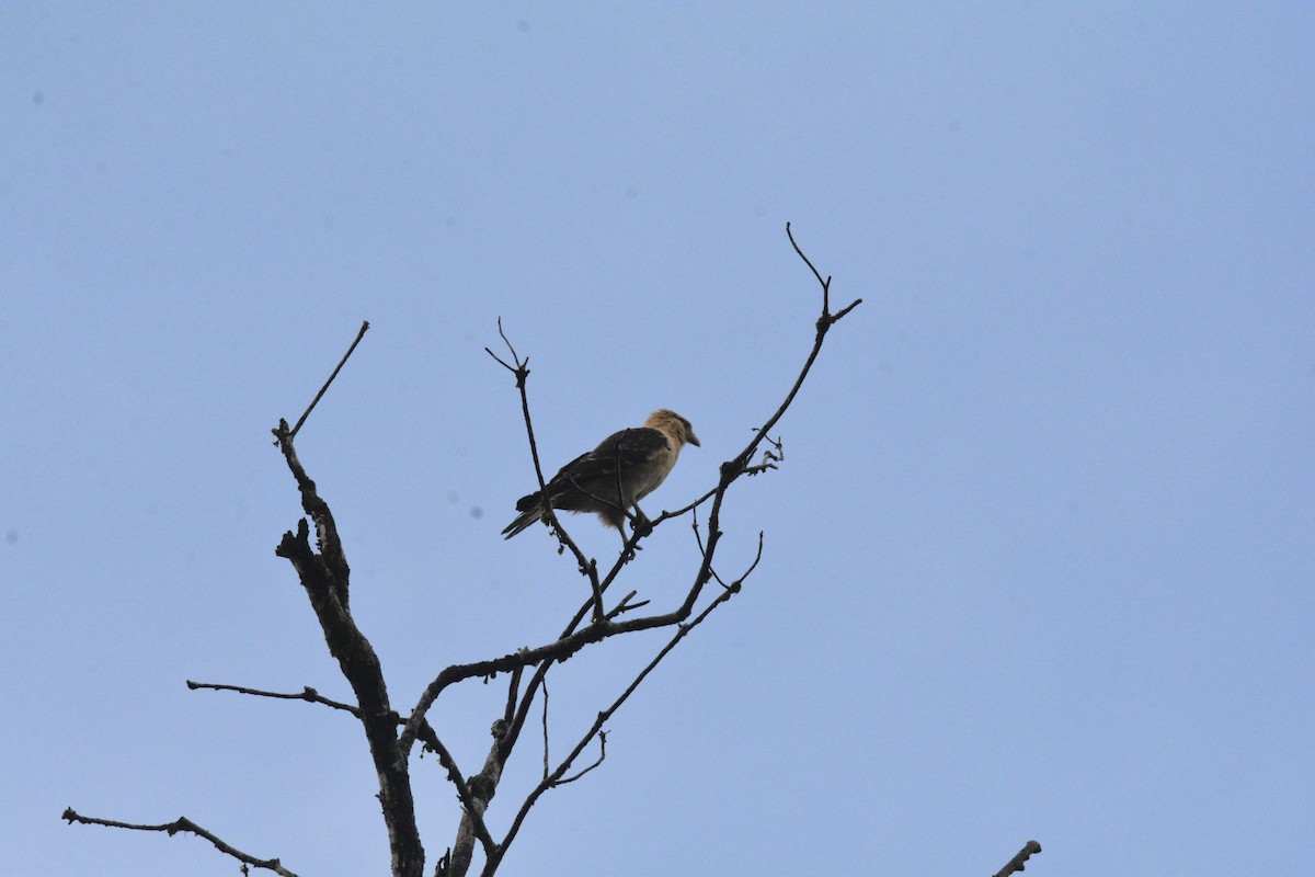 Yellow-headed Caracara - ML646470467