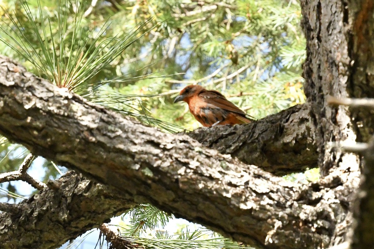 Hepatic Tanager (Northern) - ML646470468