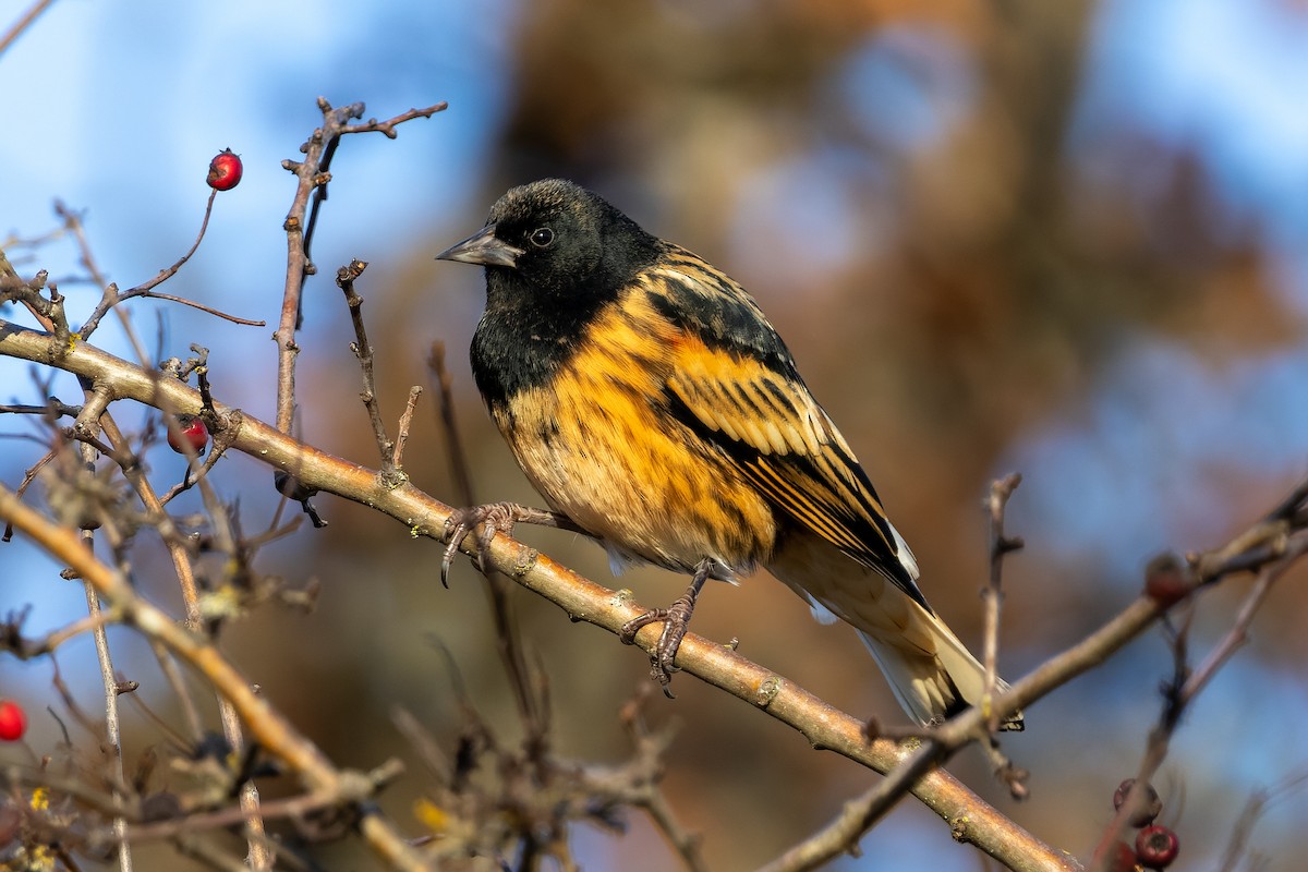 Red-winged Blackbird - ML646470469
