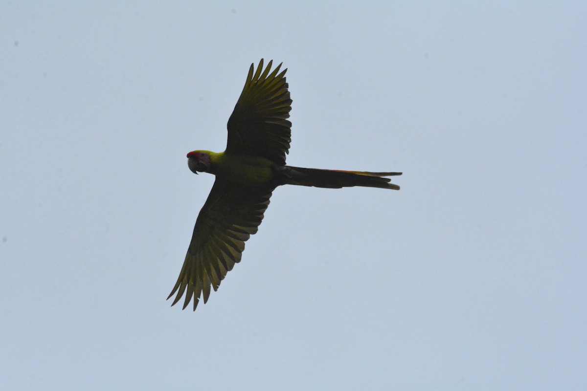 Great Green Macaw - ML646470470