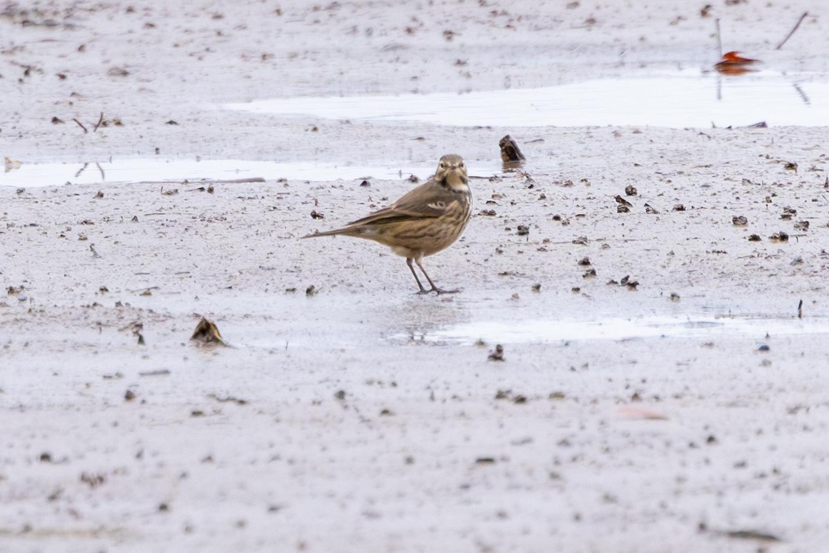 American Pipit - ML646470471