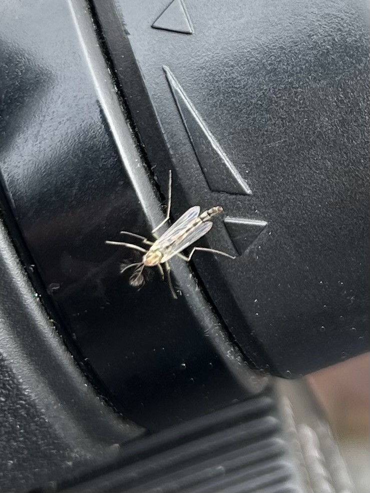 Non-biting Midges - ML646470473