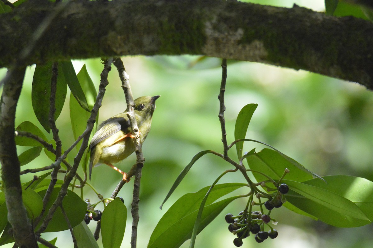 White-collared Manakin - ML646470475