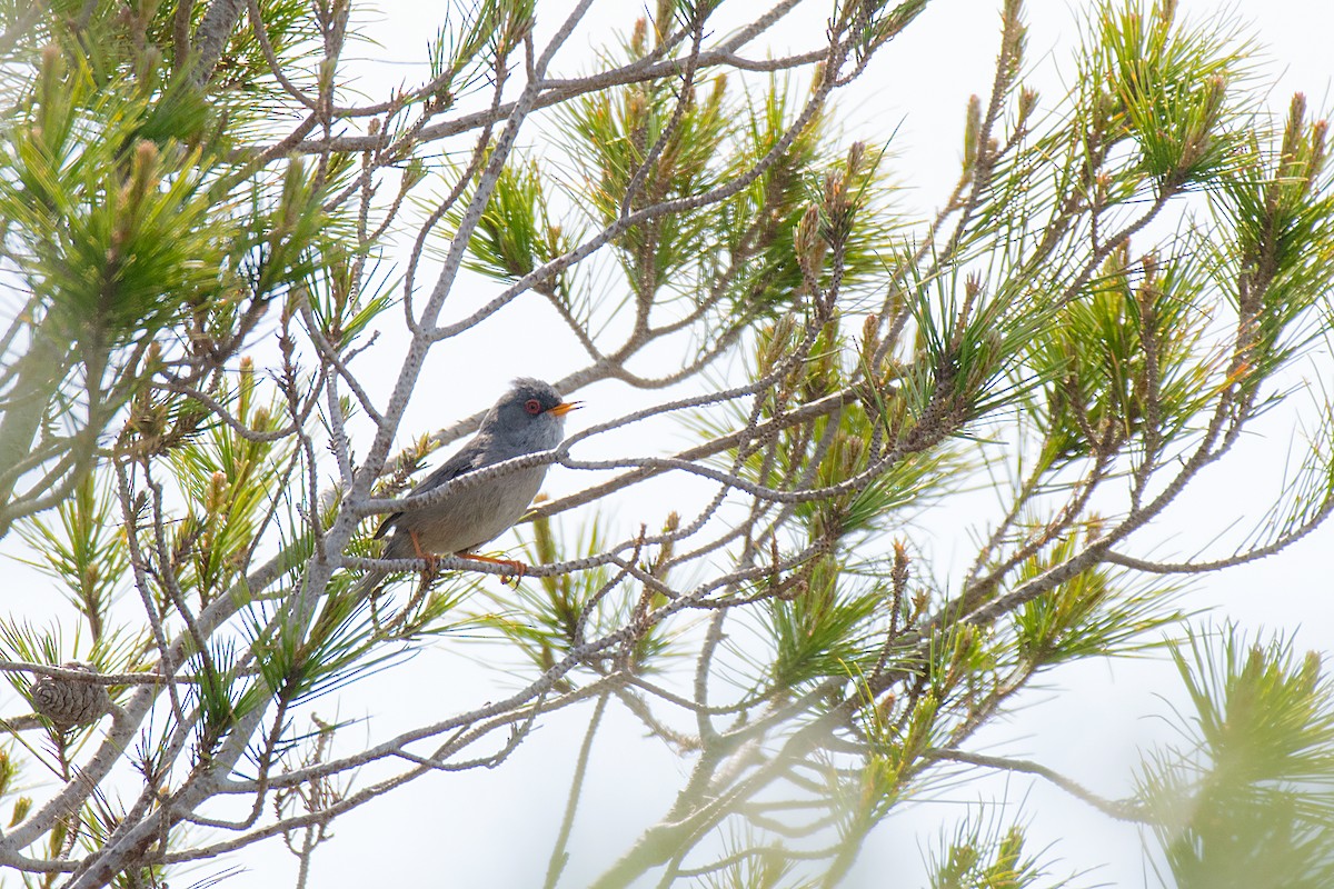 Balearic Warbler - ML646470476