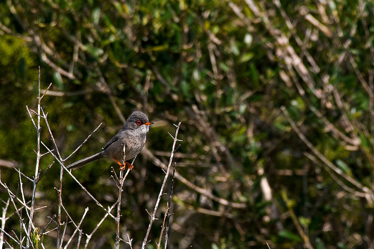 Balearic Warbler - ML646470477