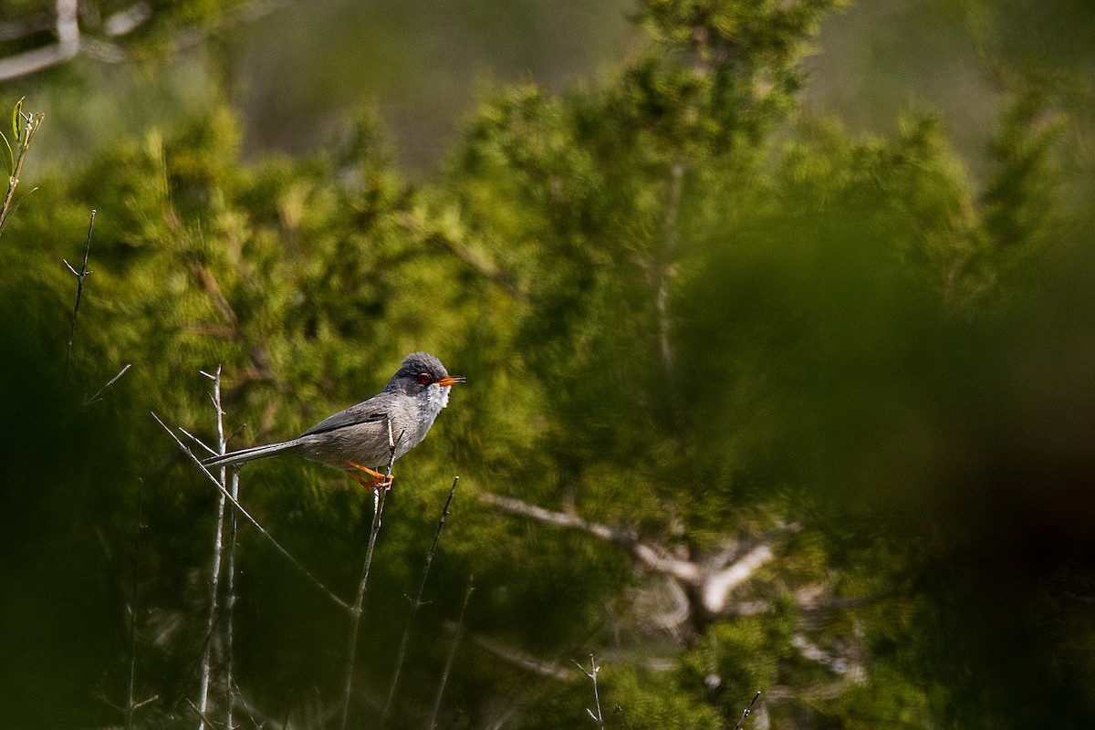 Balearic Warbler - ML646470478