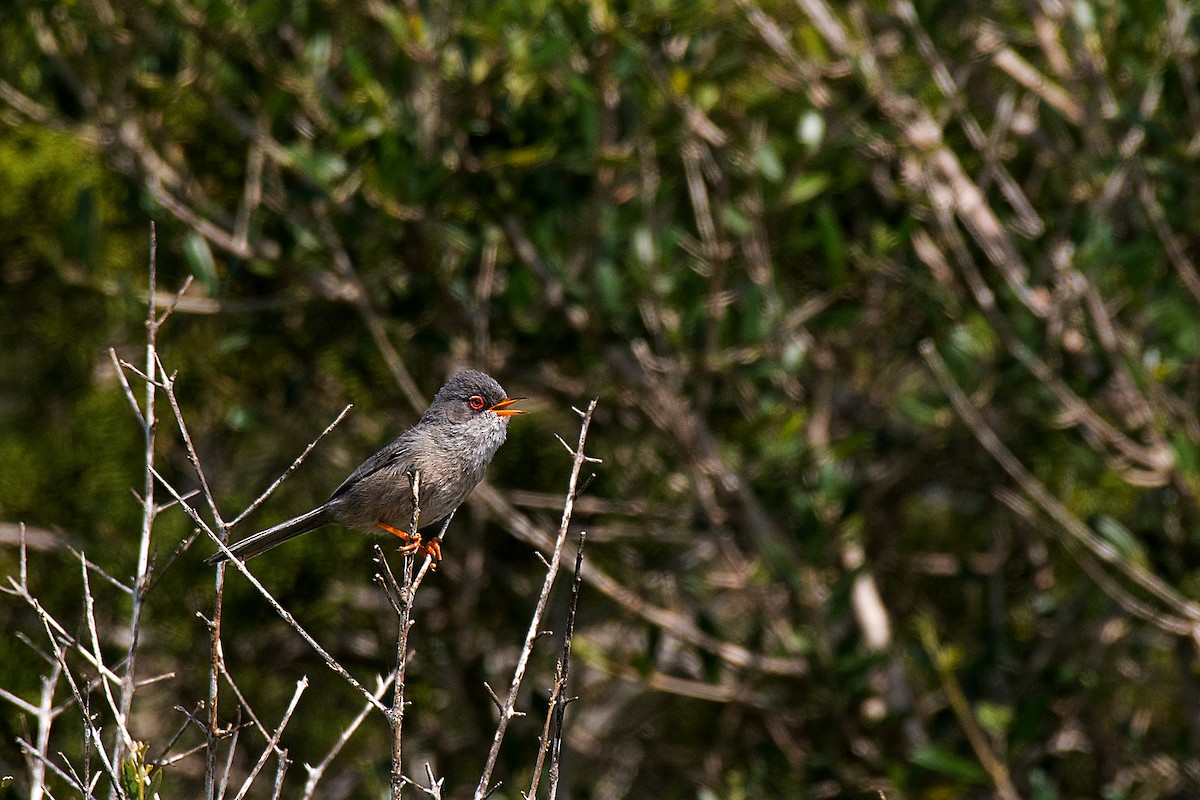Balearic Warbler - ML646470479