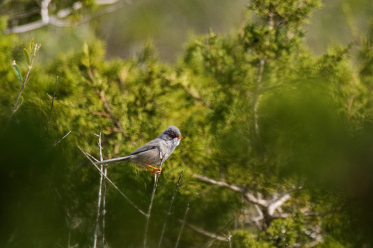 Balearic Warbler - ML646470480