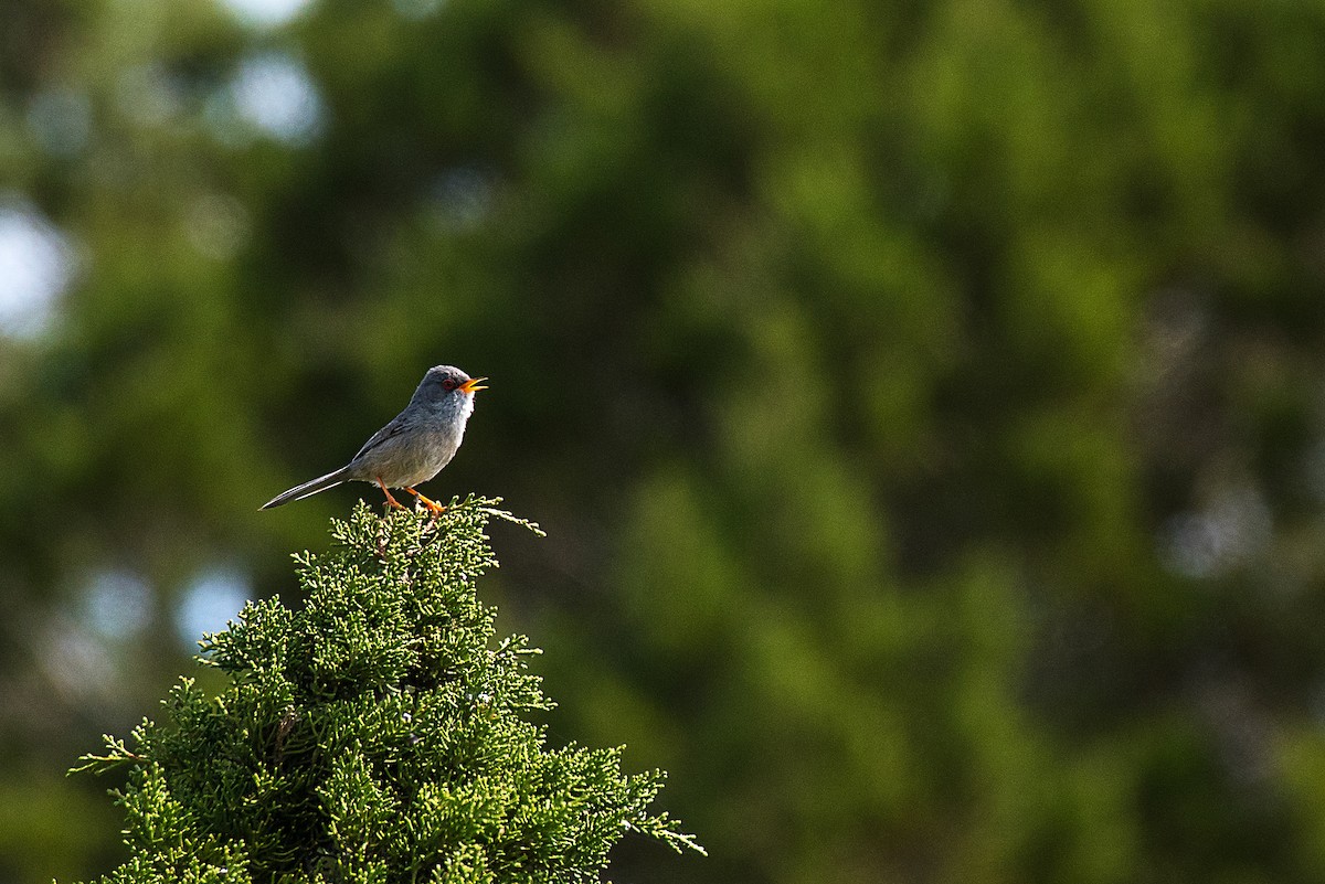 Balearic Warbler - ML646470481