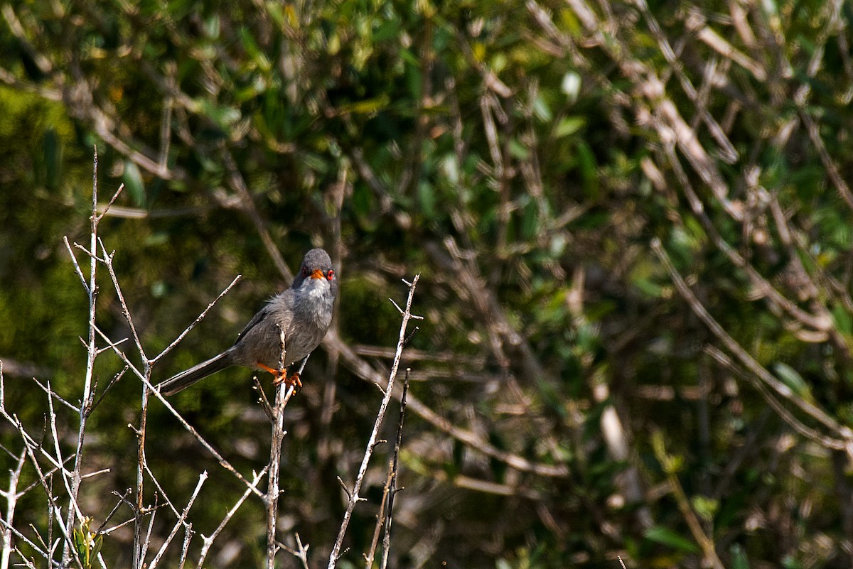 Balearic Warbler - ML646470482