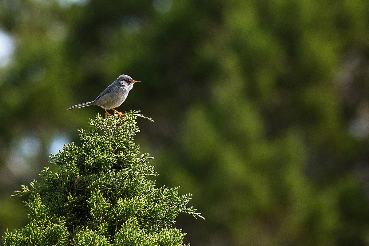 Balearic Warbler - ML646470484