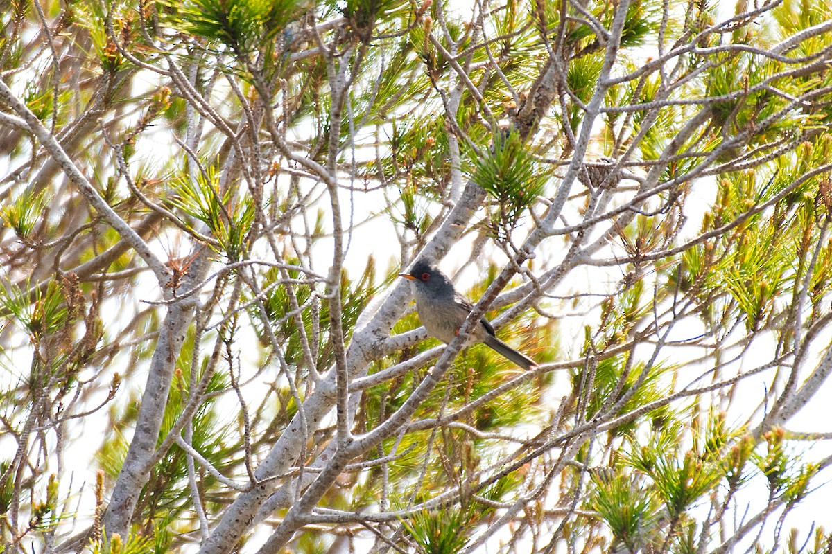 Balearic Warbler - ML646470486