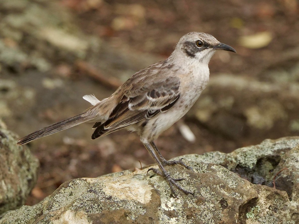 San-Cristóbal-Spottdrossel - ML646470489