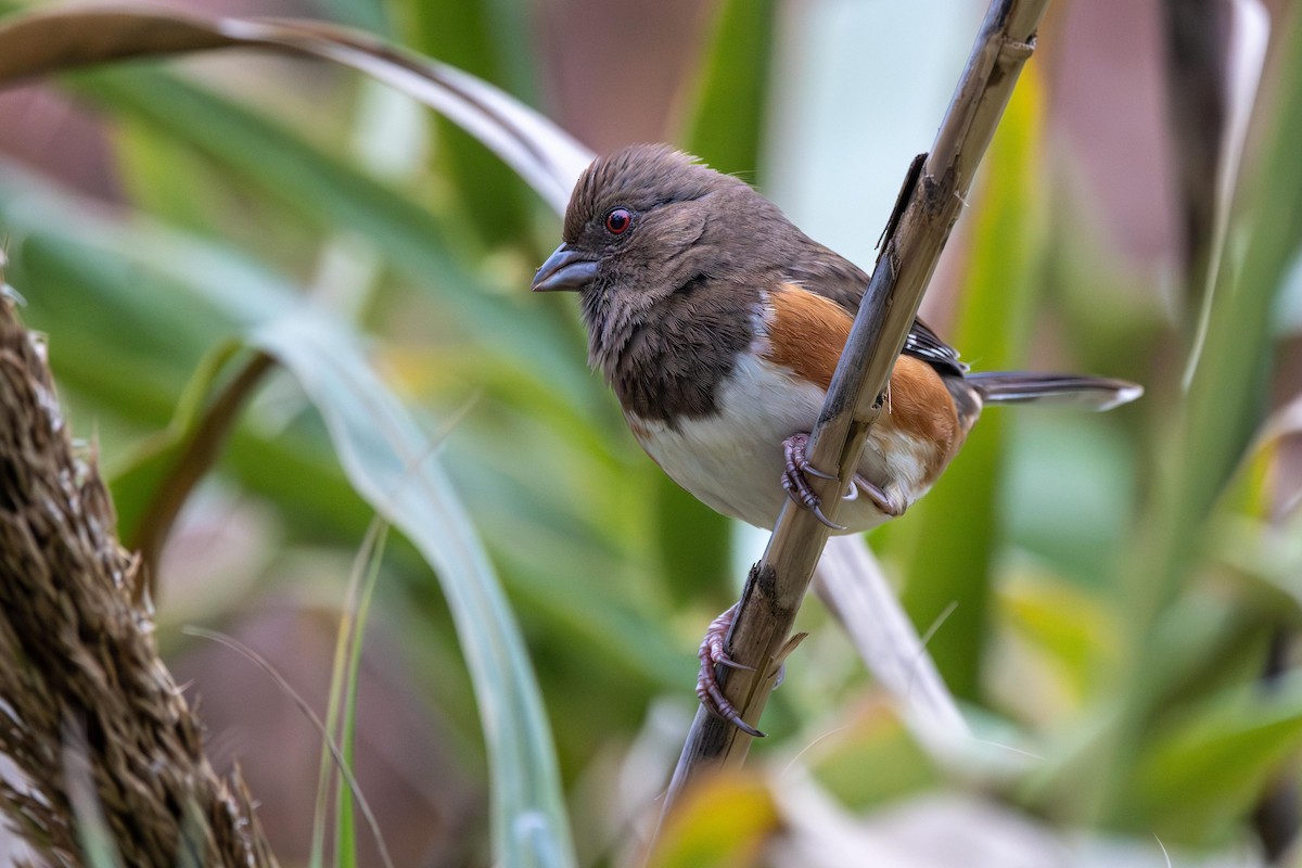 Eastern Towhee - ML646470490