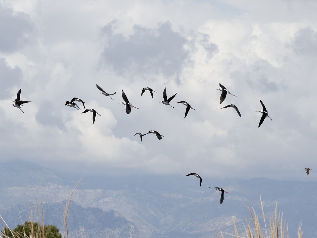 Stelzenläufer - ML646470491