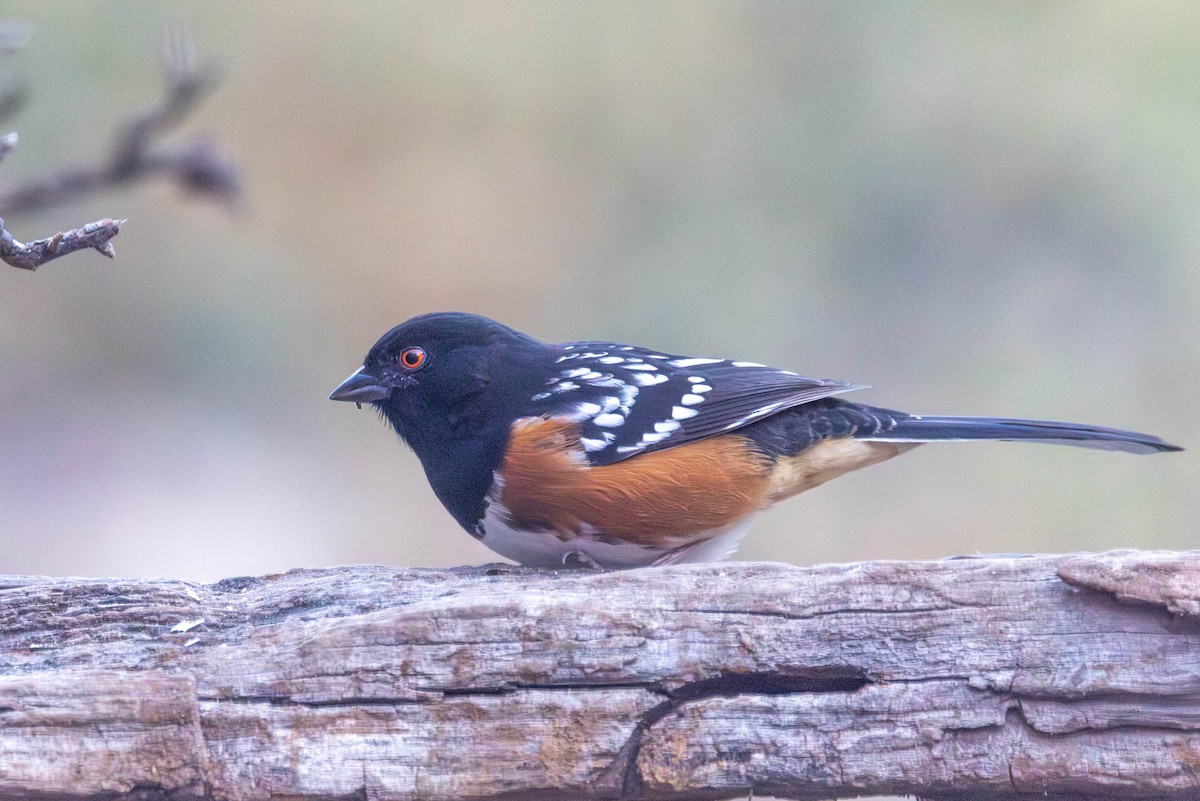 Spotted Towhee - ML646470493