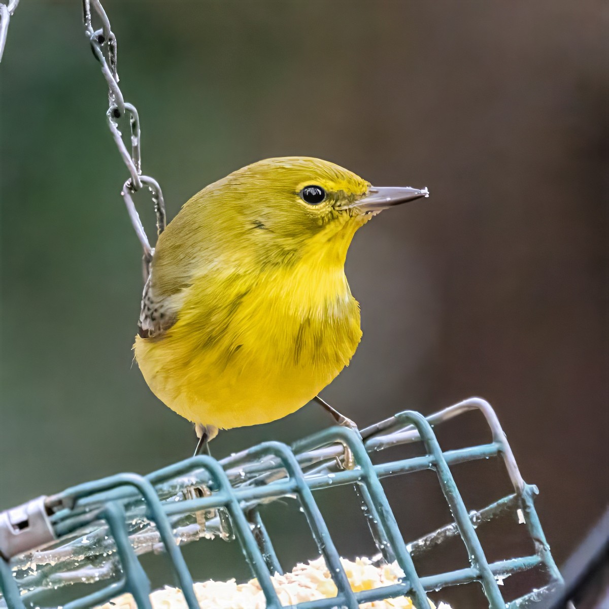 Pine Warbler - ML646470494