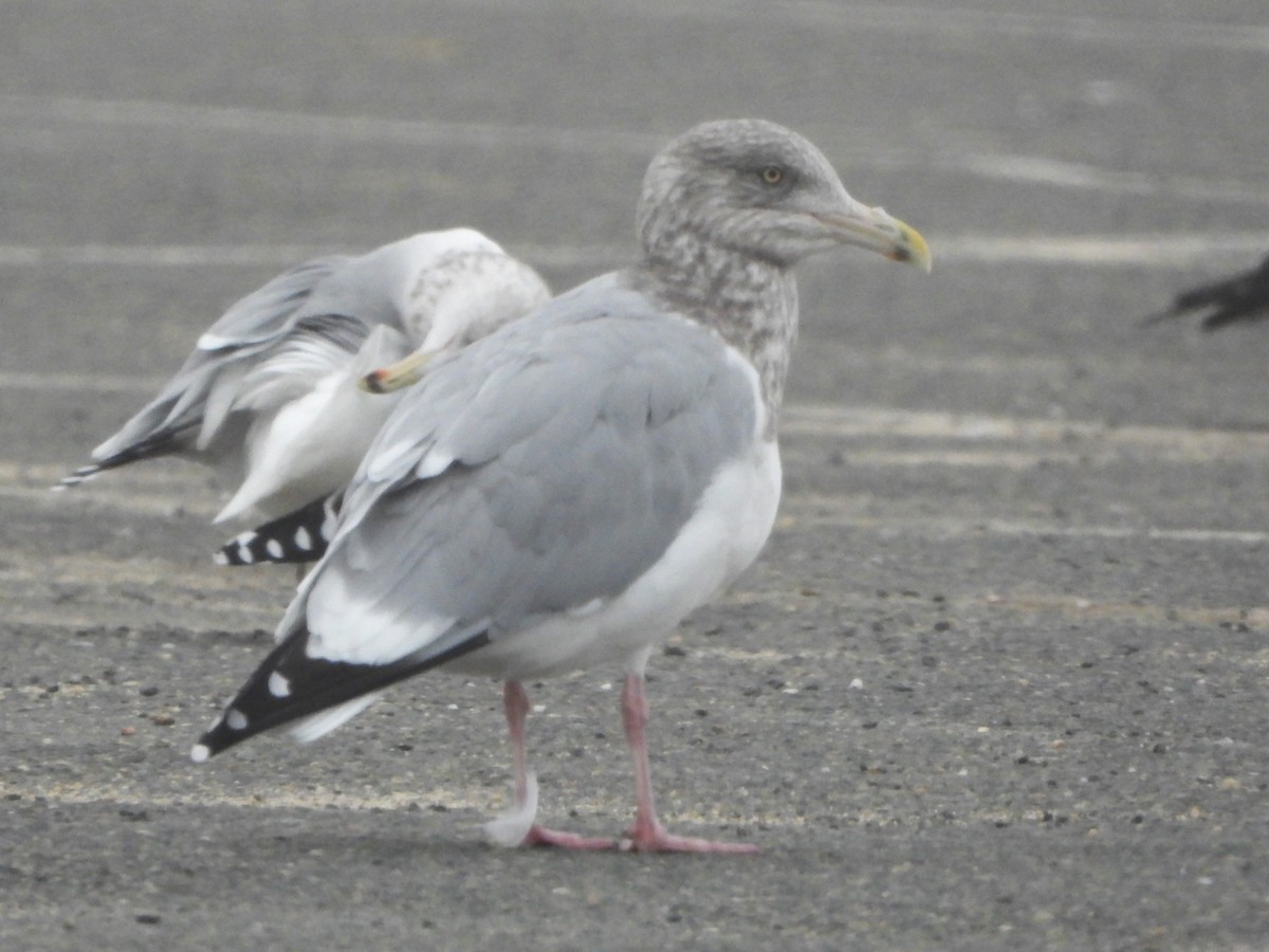 American Herring Gull - ML646470495