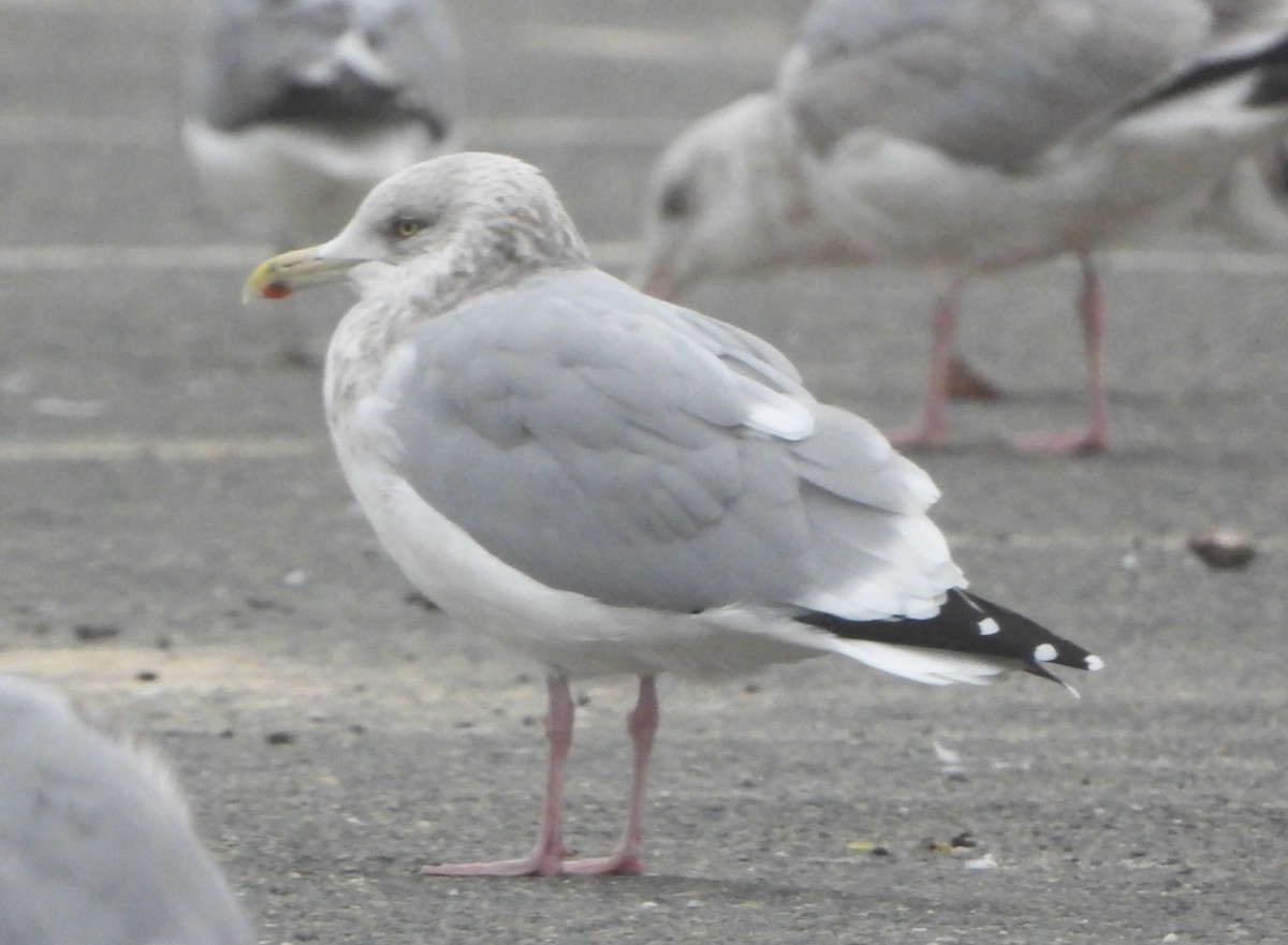 American Herring Gull - ML646470496