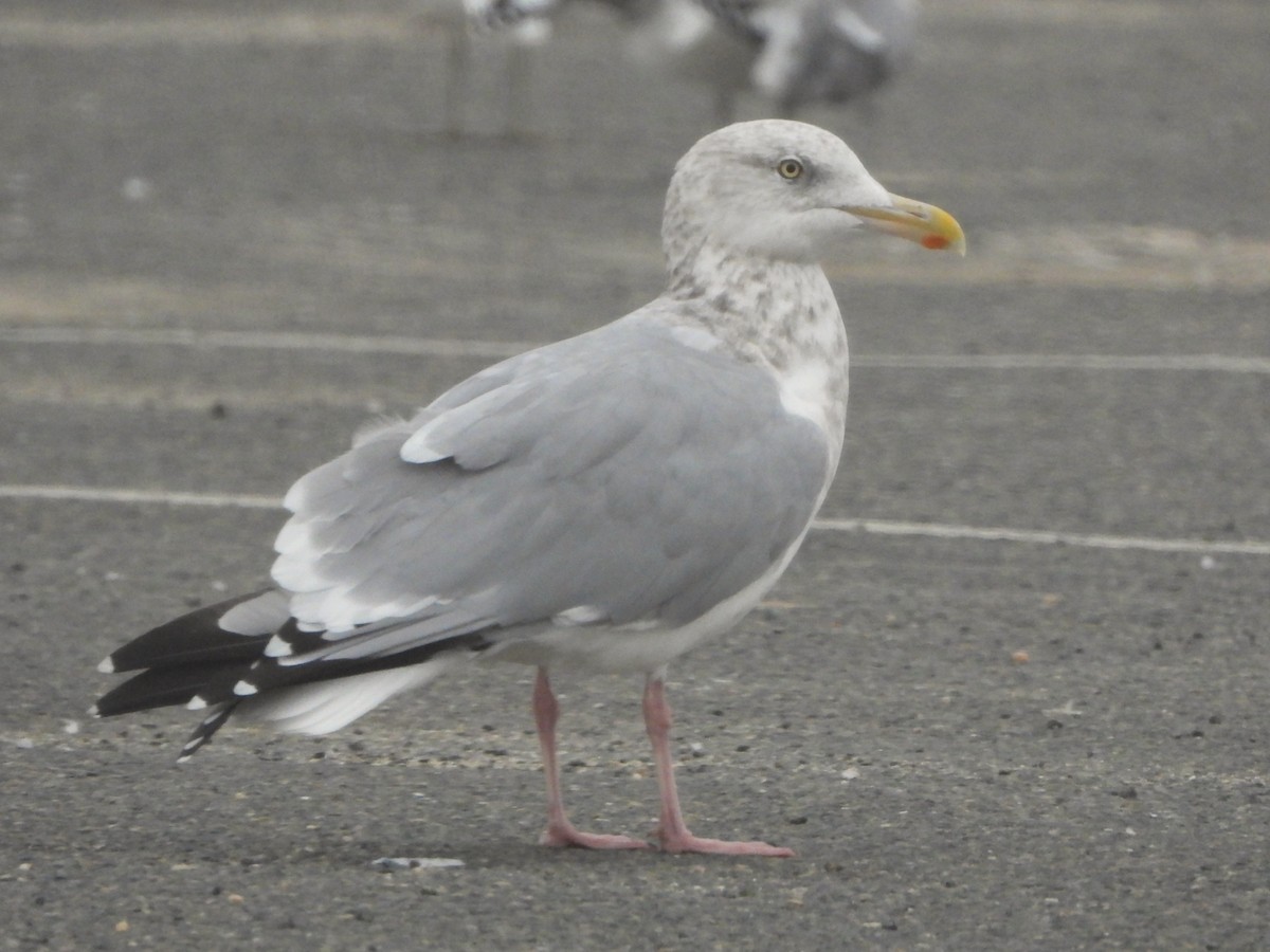 American Herring Gull - ML646470497