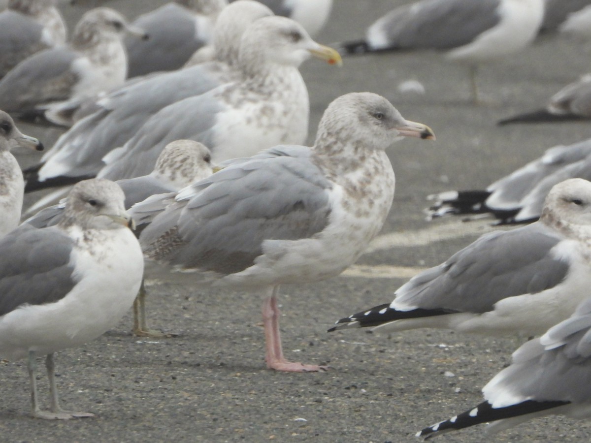 American Herring Gull - ML646470498