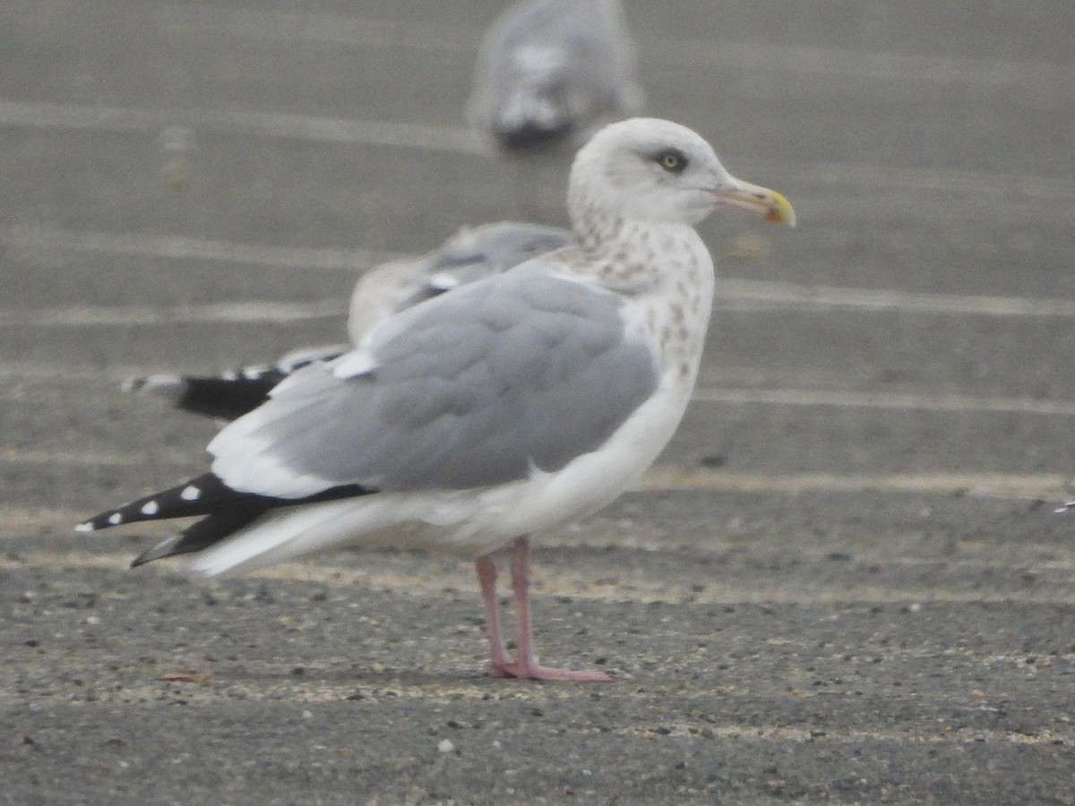 American Herring Gull - ML646470499