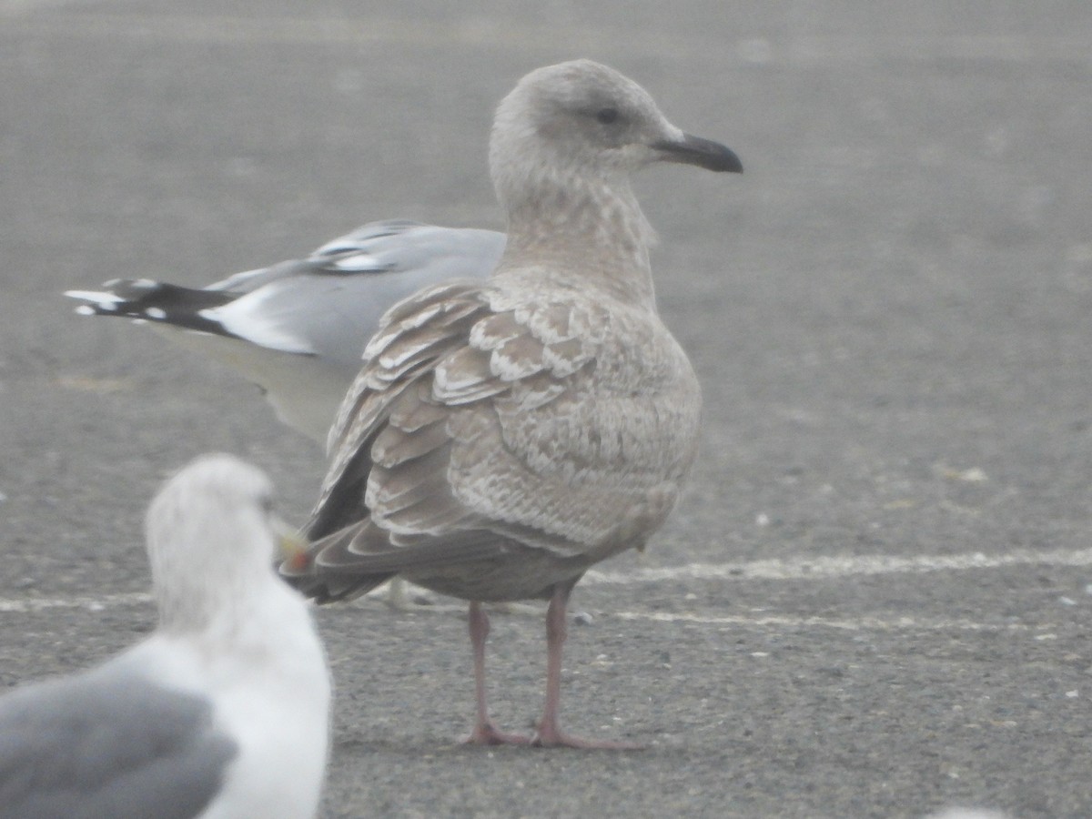 Iceland Gull (Thayer's) - ML646470500