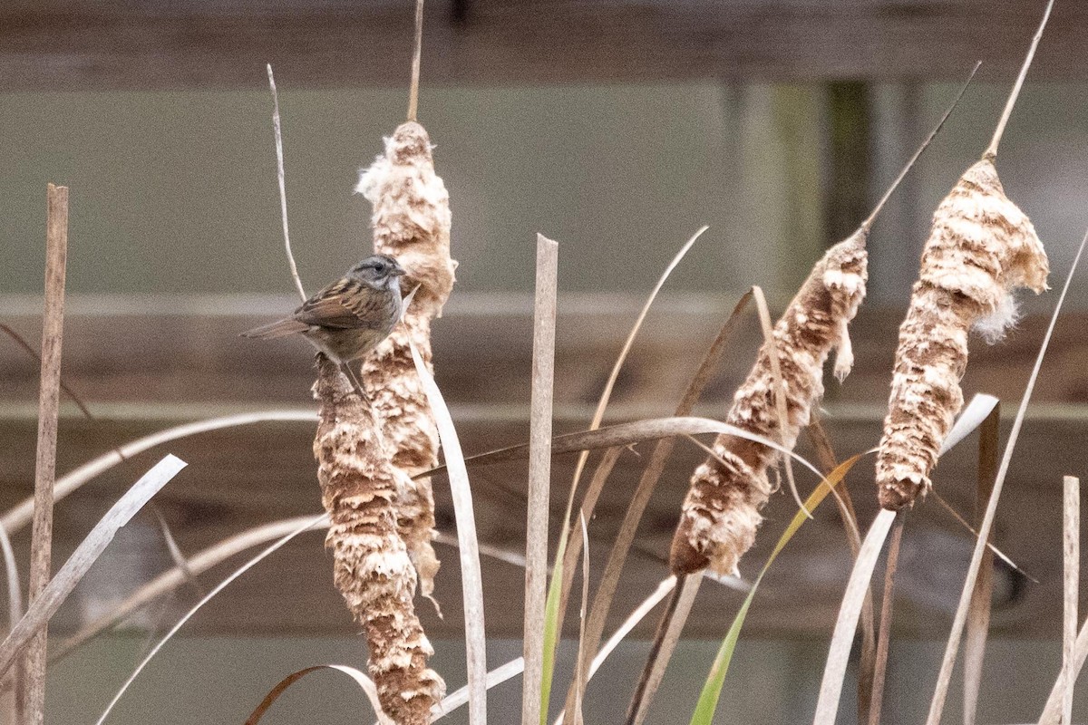 Swamp Sparrow - ML646470505