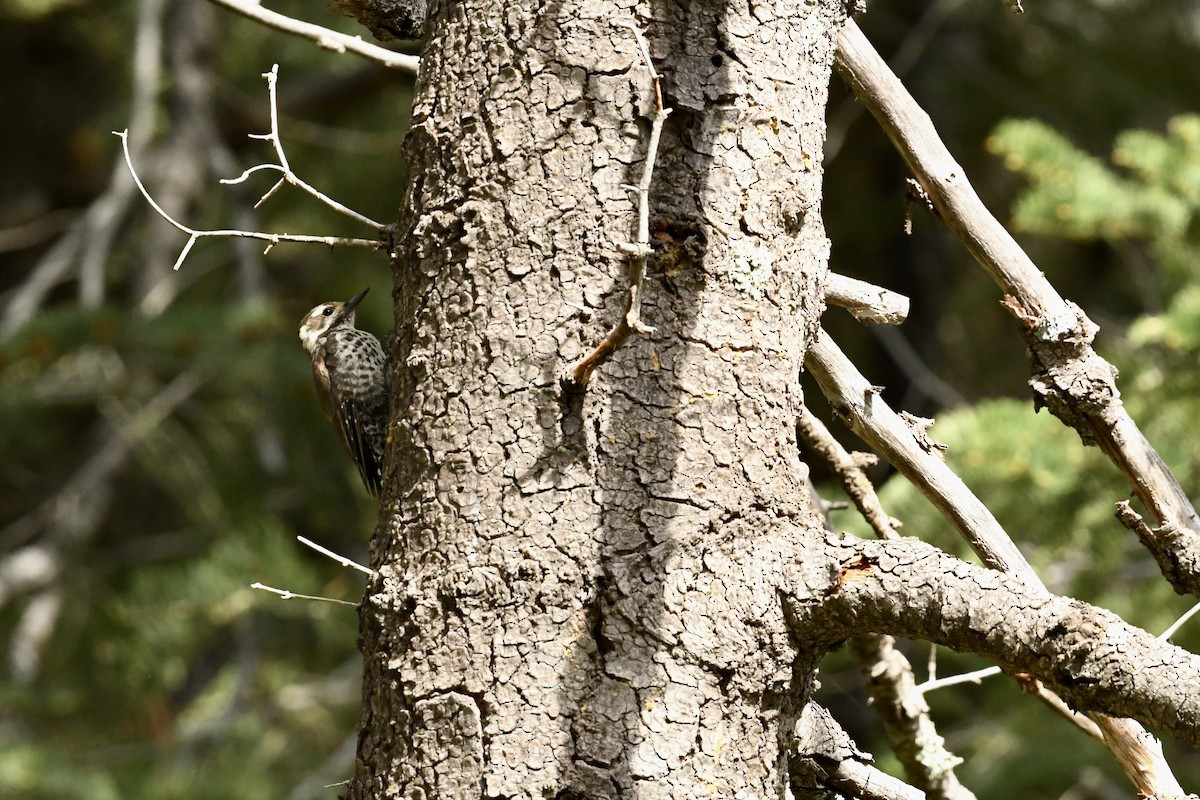 Arizona Woodpecker - ML646470509